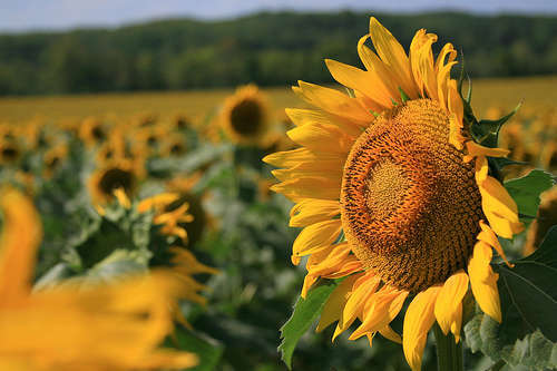 Sunflower - foto di RW PhotoBug