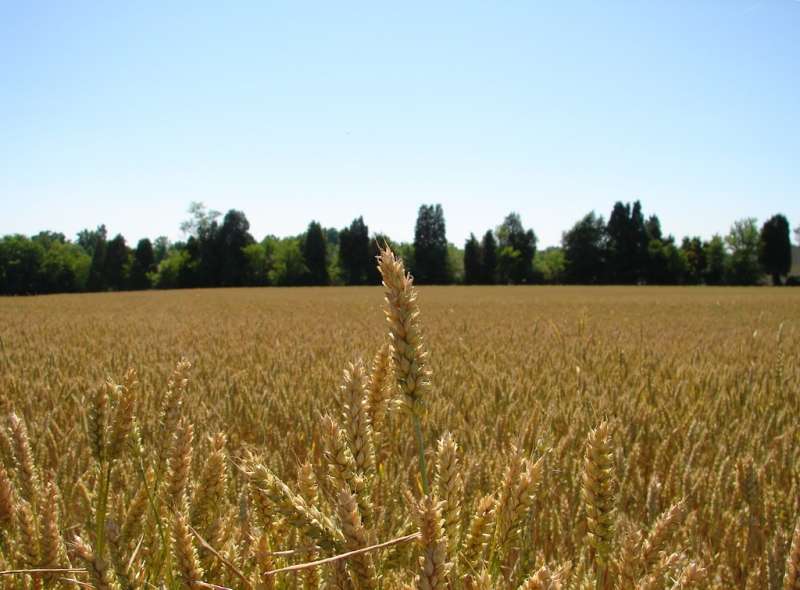 Wheat head above field