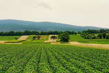 Agricoltura - Photo credit: Foto di Schwoaze da Pixabay 