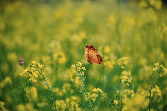 Biodiversità - Foto di Tarikul Raana da Pexels