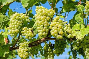 Filiera vitivinicola - Photo credit: Foto di Couleur da Pixabay