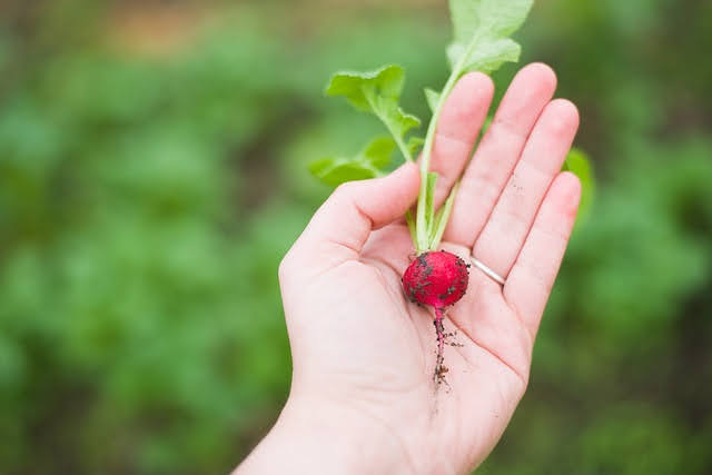 Agricoltura biologica - Photo credit: Foto di Pexels da Pixabay 