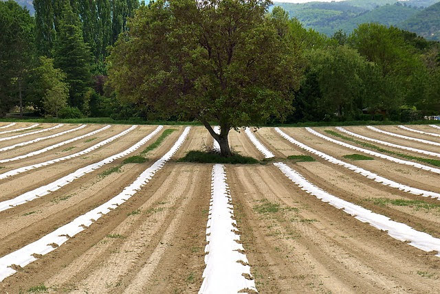 Agricoltura - Photo credit: Foto di Yves Bernardi en Pixabay