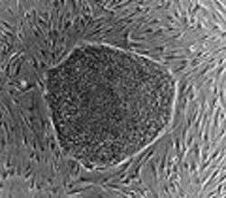 Human embryonic stem cell - Immagine di Id711