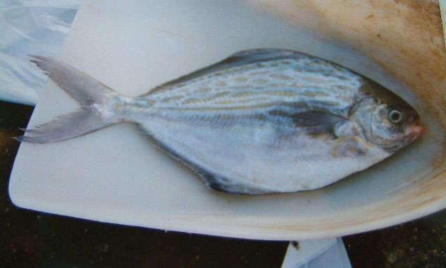Pesce - foto di Etrusko25