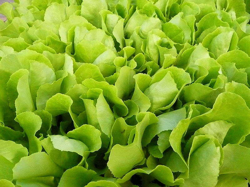 Lettuce - Foto di 4028mdk09