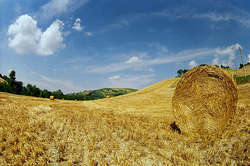 Campo di grano - foto di Skiwalker79