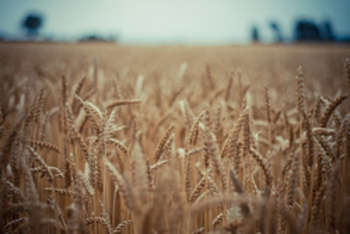 Agricoltura - foto di Fenanov
