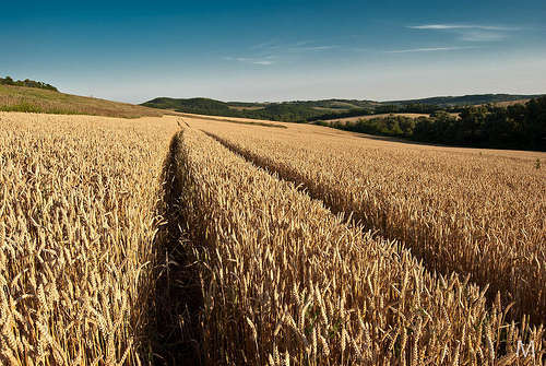 Corn field - foto di mmmáté